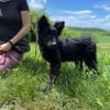 Junger Mudi-Mix BJÖRN sucht ein Zuhause