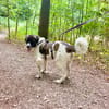 Bella sucht ihre Hundeerfahrene Menschen...