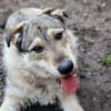 Ein Herz aus Gold namens Bijou sucht ein Zuhause