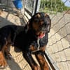 HEDDA, wunderbare Hündin sucht