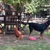 HEDDA, wunderbare Hündin sucht