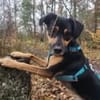 Anton sucht sein Für-immer-Zuhause!