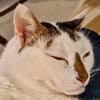 Findus, hundeverliebter Herzenskater, ca. 7 Jahre