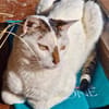 Findus, hundeverliebter Herzenskater, ca. 7 Jahre