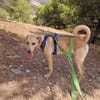 verspielter Labrador Mix Rüde sucht Familie