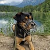 ZAKO sucht sein forever Home