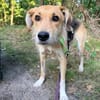 MAITI ° kleines Löwenmädchen  sucht ihr Zuhause