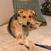 MAITI ° kleines Löwenmädchen  sucht ihr Zuhause