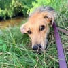 MAITI ° kleines Löwenmädchen  sucht ihr Zuhause