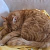 Nala, verschmuste Rottigerin, ca.3 Jahre
