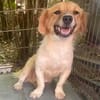 süße Hündin shaggy sucht 4ever home