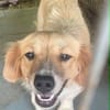 süße Hündin shaggy sucht 4ever home