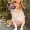 süße Hündin shaggy sucht 4ever home