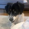 Nelly - Unsichere Kuschelmaus muss ihr Zuhause verlassen