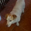 Chester sucht einfach nur ein Zuhause
