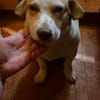 Chester sucht einfach nur ein Zuhause