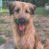 Riesenbaby Cheddar sucht liebe konsequente Familie