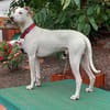 Lieber Galgo Espanol(-Mix?)-Rüde Pinto