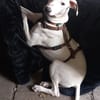 Lieber Galgo Espanol(-Mix?)-Rüde Pinto