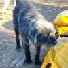 Entspannter, liebenswerter Yannis sucht