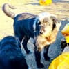 Entspannter, liebenswerter Yannis sucht