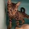 SILMA QCT (a trouvé sa famille)