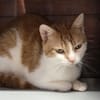 ACHILLE