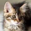 Sole (réservée)