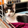 Burata [Chaton] [FIV+]