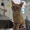 bowie