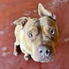 PAA23030 SOOKIE