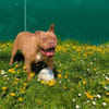 PAA23030 SOOKIE