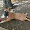 Isis la mini croisée malinoise