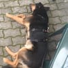Filemon