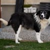 verschmuste Seniorin NESCHA sucht ihr Zuhause