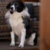 verschmuste Seniorin NESCHA sucht ihr Zuhause