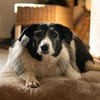 verschmuste Seniorin NESCHA sucht ihr Zuhause