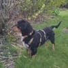 Cleverer HOWIE sucht erfahrene Menschen