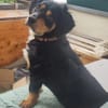 Cleverer HOWIE sucht erfahrene Menschen
