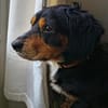 Cleverer HOWIE sucht erfahrene Menschen