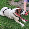 Sensibler Dallas sucht Dich