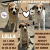💕 Lolla 💕 sucht ihr für immer Zuhause