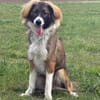 🐾 Bounty  junger, kluger Rüde