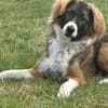 🐾 Bounty  junger, kluger Rüde