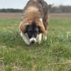🐾 Bounty  junger, kluger Rüde