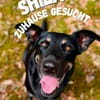 Shila sucht ihr Zuhause. 🤍