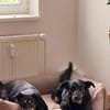 Shila sucht ihr Zuhause. 🤍