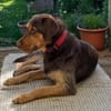 Kiba - toller Freund voller Tatendrang