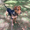 Laika  sensible Hundeseele sucht souveräne Menschen,