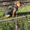 Laika  sensible Hundeseele sucht souveräne Menschen,